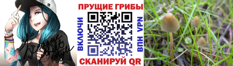 Псилоцибиновые грибы мухоморы  даркнет сайт  Славгород 